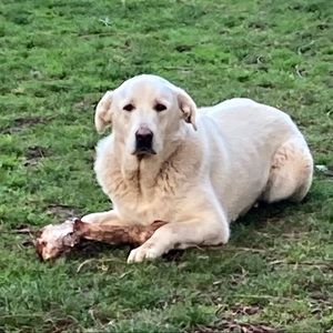 Meet your Posher, Logan